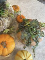 Halloween Pumpkin Succulent Centerpiece