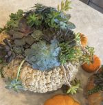 Halloween Pumpkin Succulent Centerpiece - Image 2